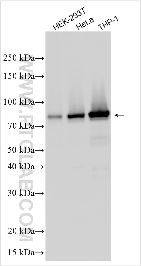 WB analysis using 33500-1-AP Western Blot (WB) analysis of various lysates using WDR42A Polyclonal antibody (33500-1-AP)