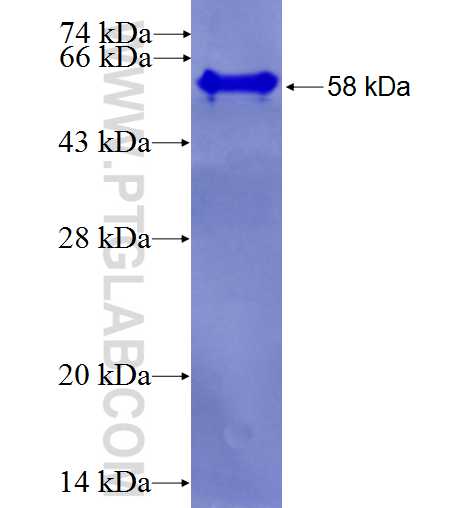 WDR42A fusion protein Ag27013 SDS-PAGE