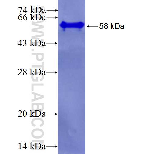 WDR42A fusion protein Ag27013 SDS-PAGE