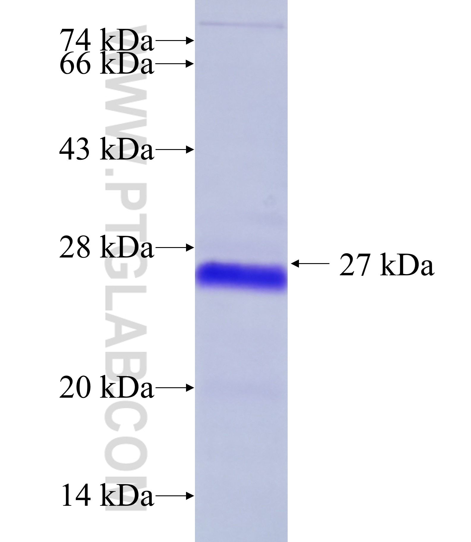 WDR42B fusion protein Ag36134 SDS-PAGE WDR42B fusion protein Ag36134 SDS-PAGE