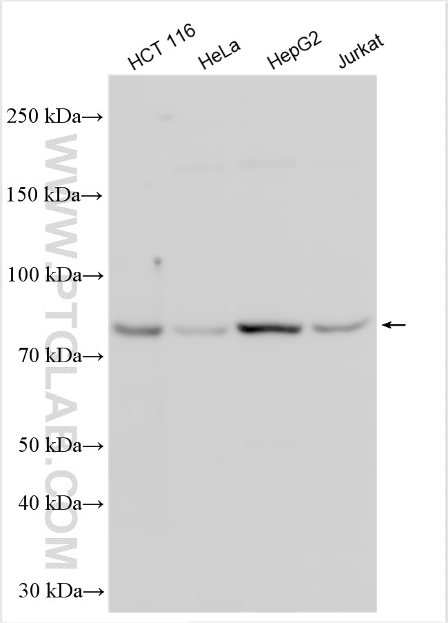 Western Blot (WB) analysis of various lysates using WDR43 Polyclonal antibody (30227-1-AP)