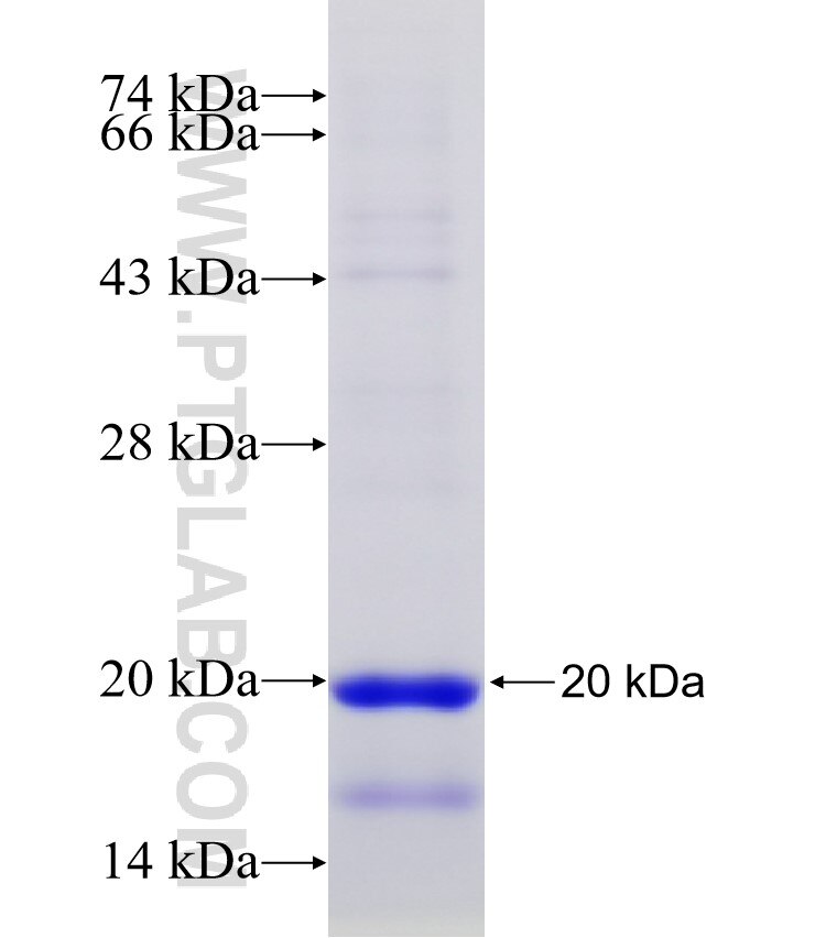 WDR43 fusion protein Ag30585 SDS-PAGE