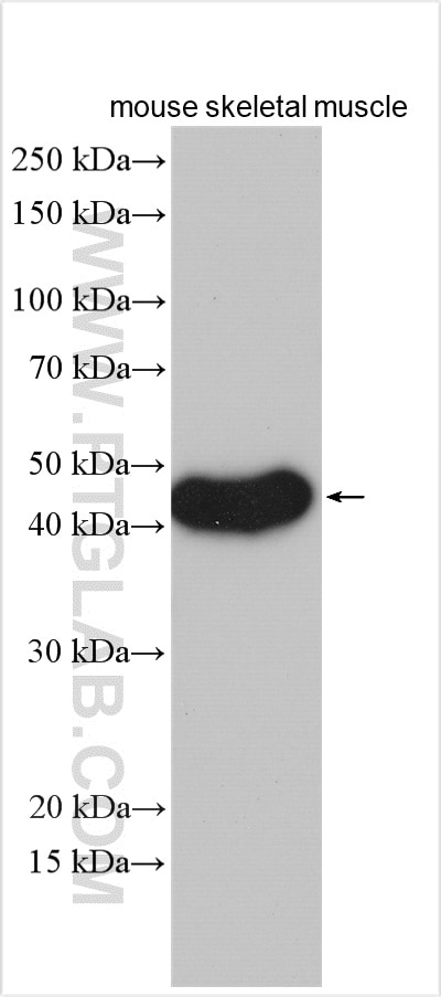 Western Blot (WB) analysis of mouse skeletal muscle tissue using WDR45/WIPI4 Polyclonal antibody (19194-1-AP)