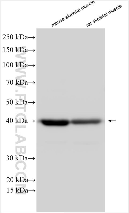 Western Blot (WB) analysis of various lysates using WDR45/WIPI4 Polyclonal antibody (19194-1-AP)