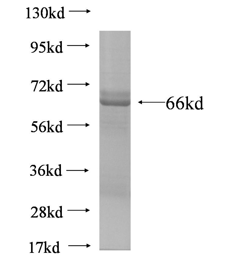WDR45 fusion protein Ag6494 SDS-PAGE