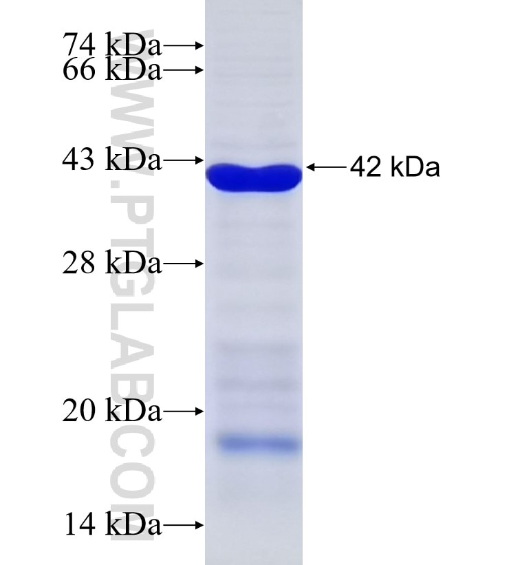WDR45 fusion protein Ag6741 SDS-PAGE
