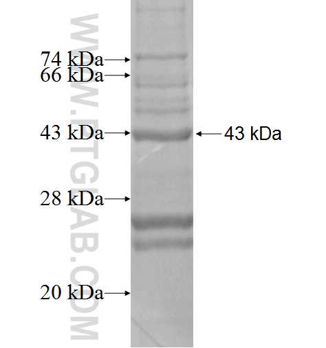 WDR45L fusion protein Ag2283 SDS-PAGE