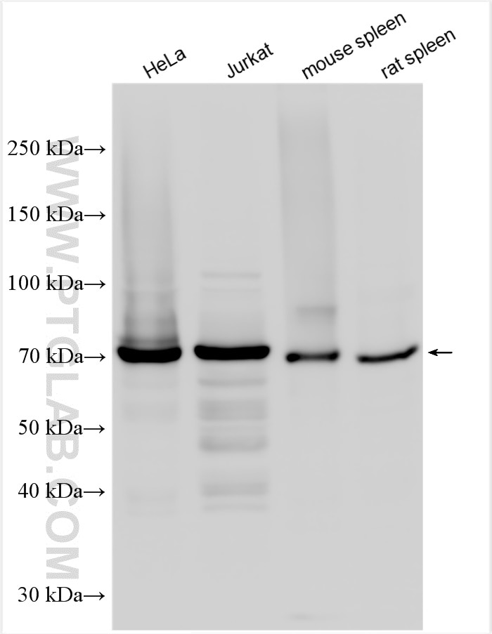 Western Blot (WB) analysis of various lysates using WDR46 Polyclonal antibody (15110-1-AP)