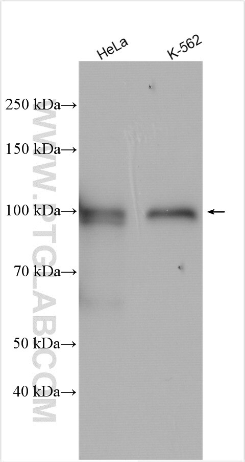 Western Blot (WB) analysis of various lysates using WDR47 Polyclonal antibody (29364-1-AP)