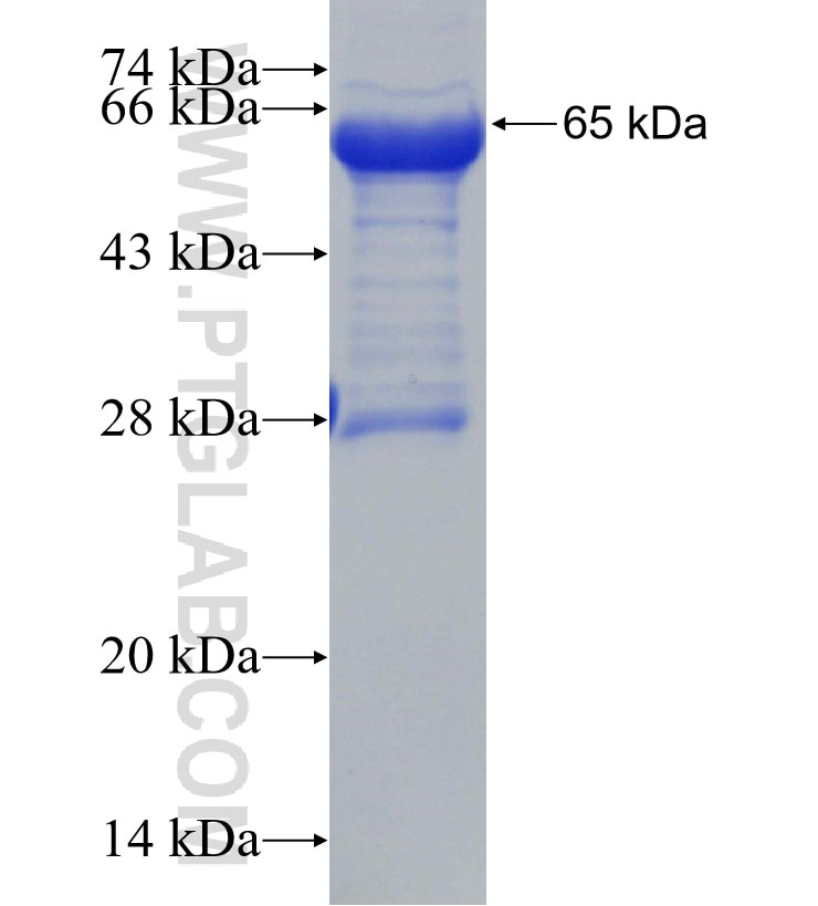 WDR47 fusion protein Ag30853 SDS-PAGE