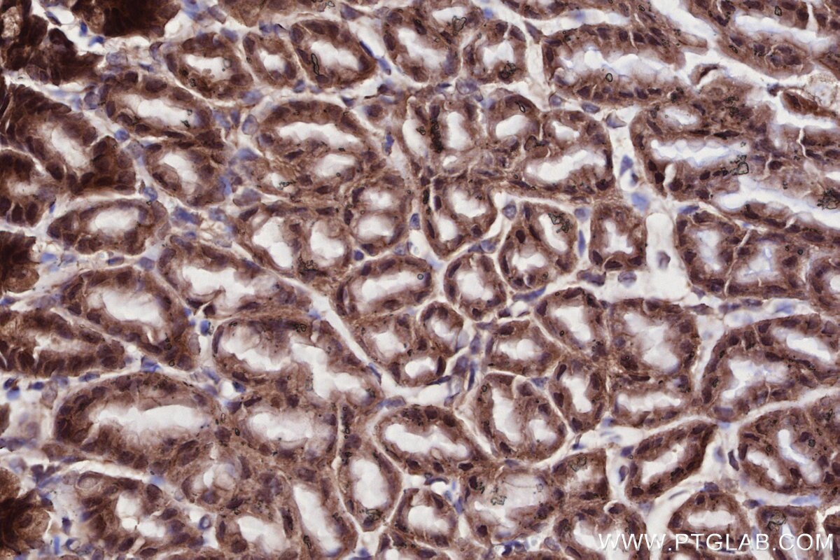 Immunohistochemistry (IHC) staining of mouse stomach tissue using WDR48 Polyclonal antibody (16503-1-AP)