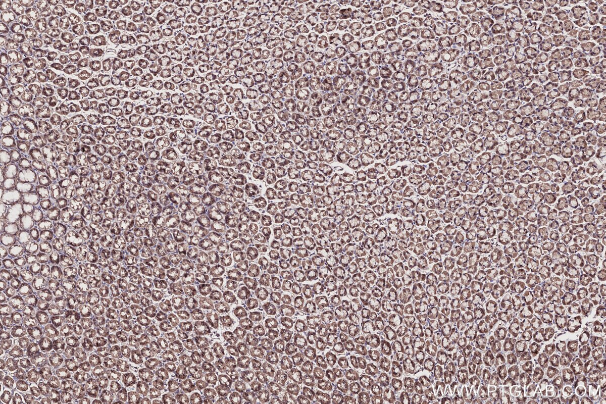 Immunohistochemistry (IHC) staining of rat stomach tissue using WDR48 Polyclonal antibody (16503-1-AP)