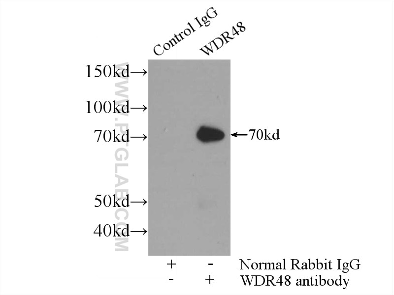 Immunoprecipitation (IP) experiment of HEK-293 cells using WDR48 Polyclonal antibody (16503-1-AP)