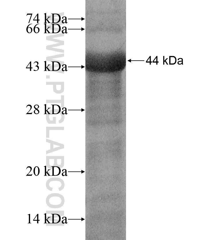 WDR49 fusion protein Ag17218 SDS-PAGE