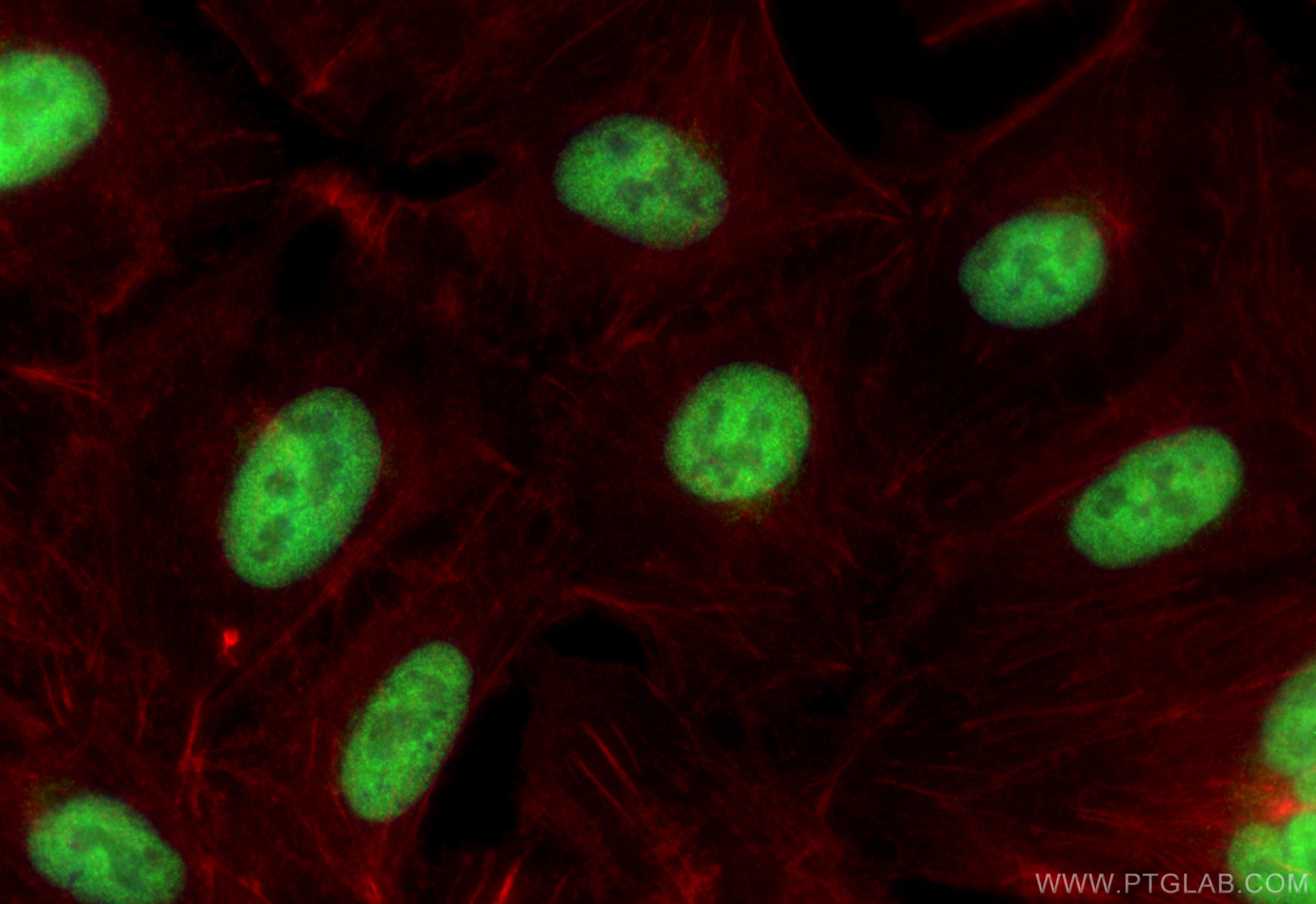 Immunofluorescence (IF) / fluorescent staining of A549 cells using WDR5 Polyclonal antibody (15544-1-AP)