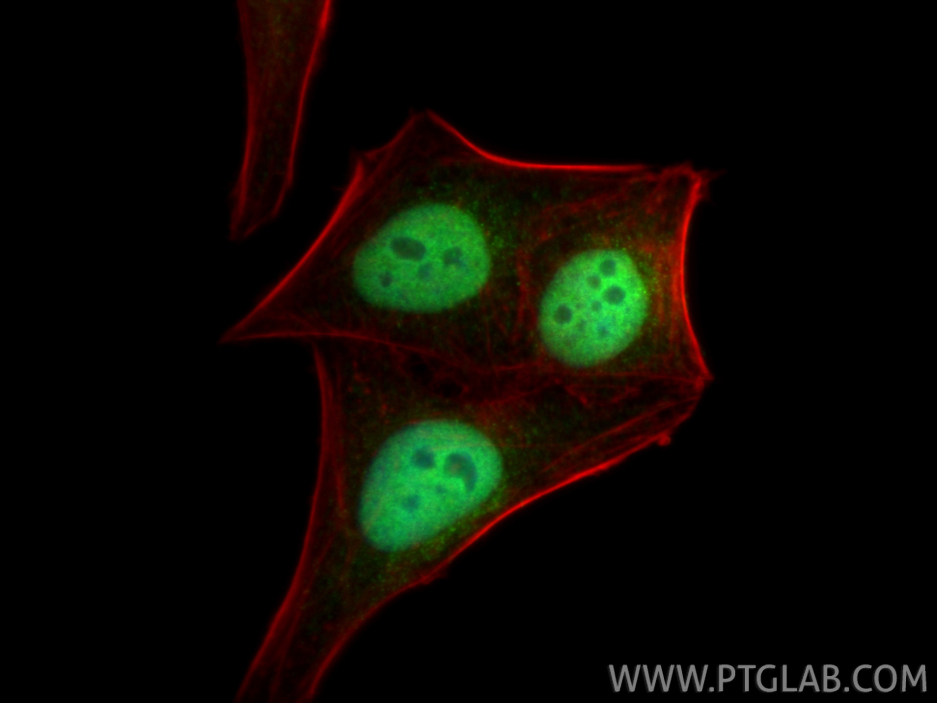 IF Staining of HepG2 using 15544-1-AP Immunofluorescence (IF) / fluorescent staining of HepG2 cells using WDR5 Polyclonal antibody (15544-1-AP)