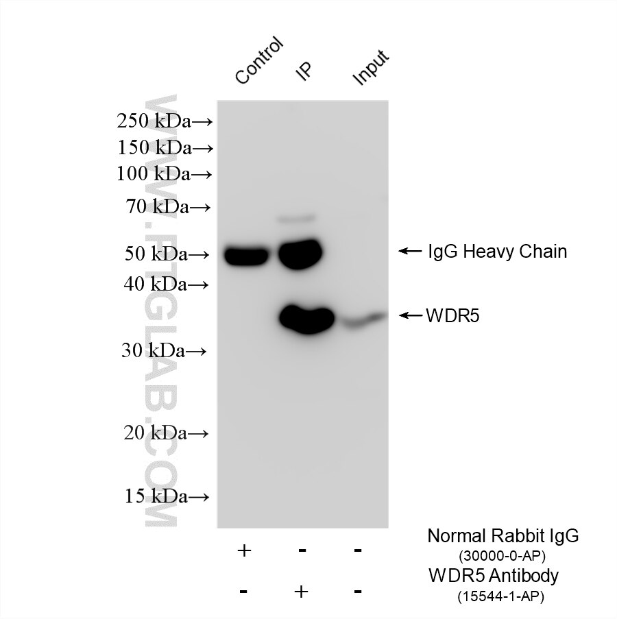 Immunoprecipitation (IP) experiment of HeLa cells using WDR5 Polyclonal antibody (15544-1-AP)