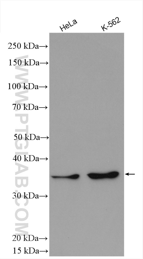 Western Blot (WB) analysis of various lysates using WDR5 Polyclonal antibody (15544-1-AP)