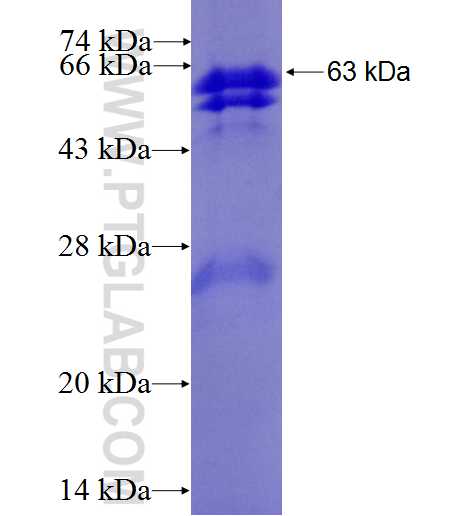 WDR5 fusion protein Ag7900 SDS-PAGE