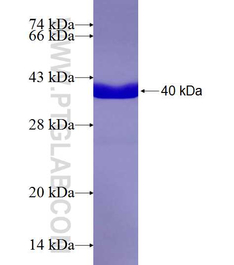 WDR5 fusion protein Ag8121 SDS-PAGE