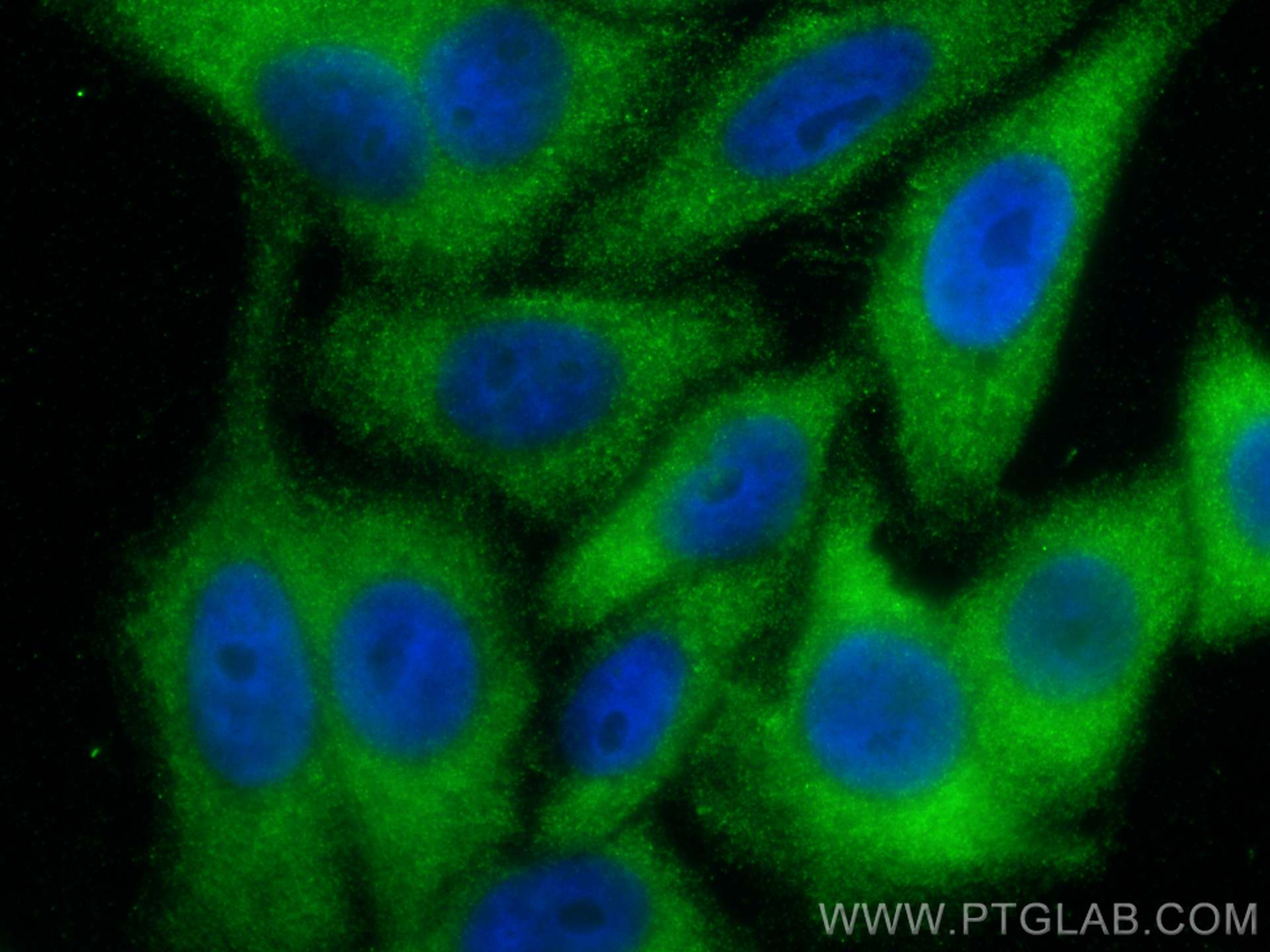 Immunofluorescence (IF) / fluorescent staining of HepG2 cells using WDR55 Polyclonal antibody (20786-1-AP)