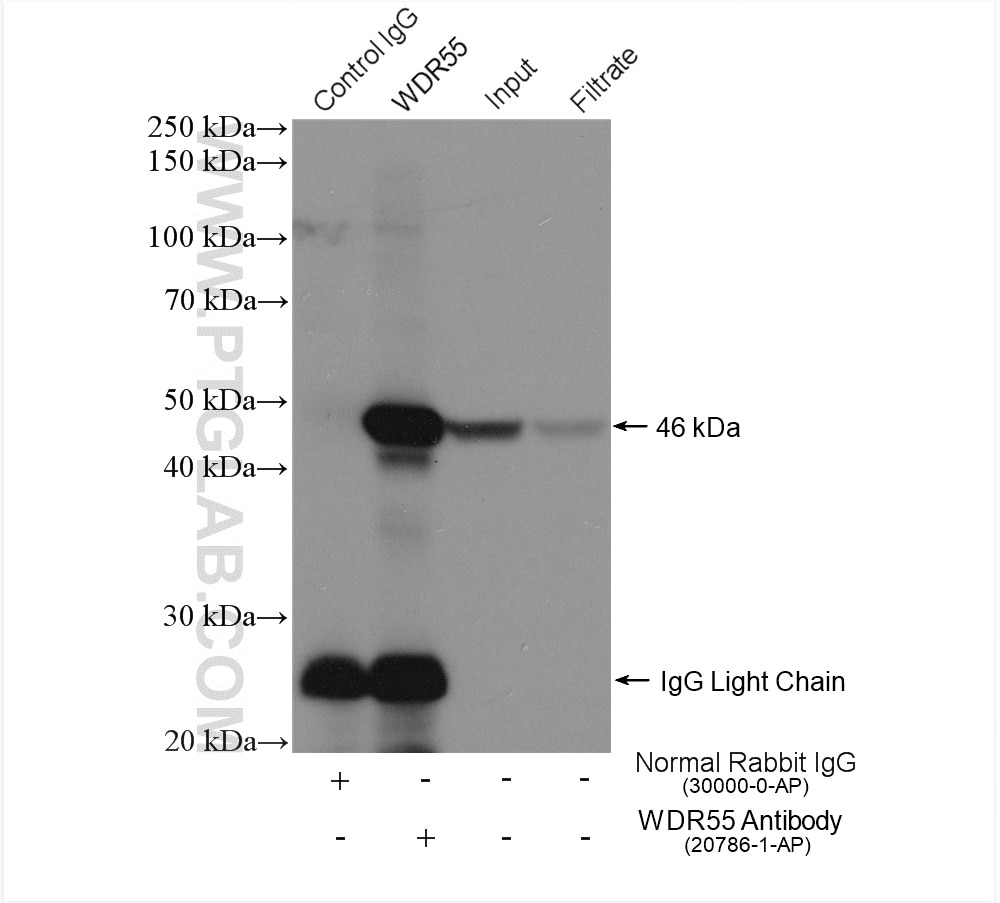 Immunoprecipitation (IP) experiment of HeLa cells using WDR55 Polyclonal antibody (20786-1-AP)