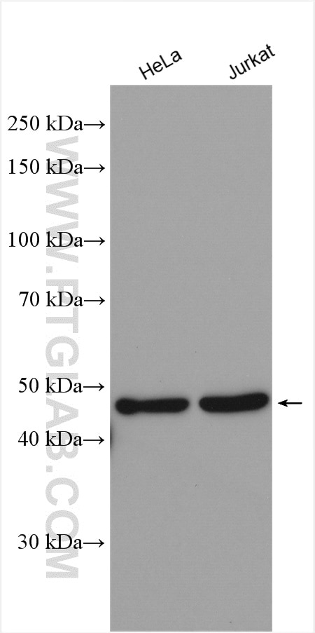 Western Blot (WB) analysis of various lysates using WDR55 Polyclonal antibody (20786-1-AP)