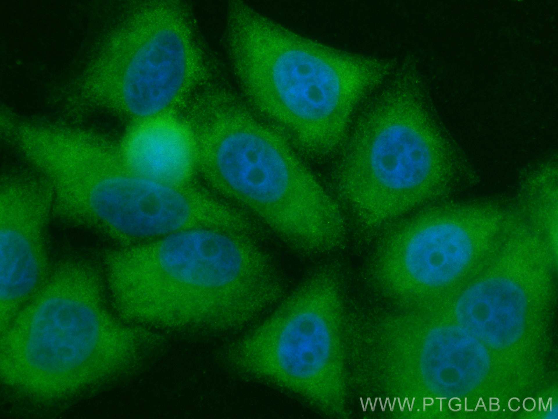 Immunofluorescence (IF) / fluorescent staining of HepG2 cells using CoraLite® Plus 488-conjugated WDR55 Polyclonal ant (CL488-20786)