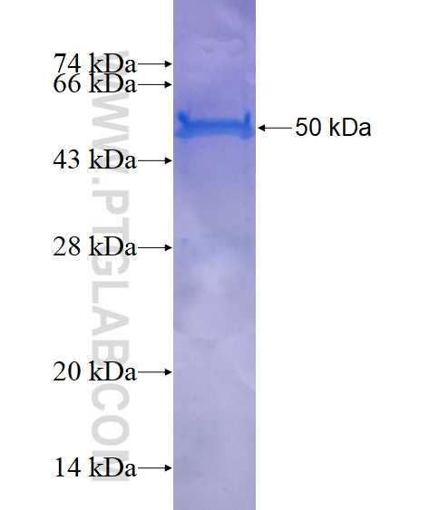 WDR55 fusion protein Ag14241 SDS-PAGE