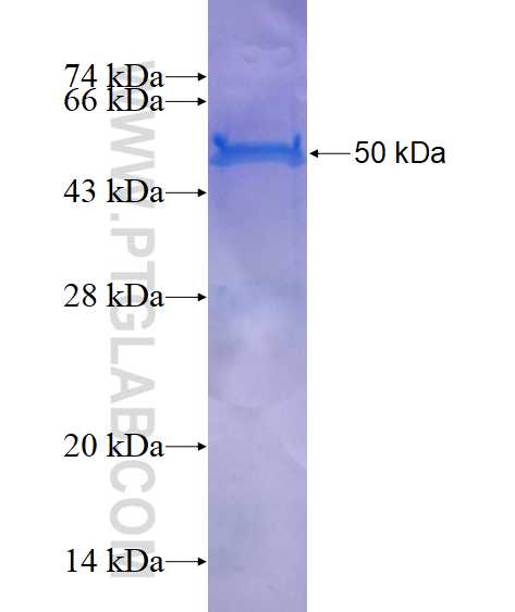 WDR55 fusion protein Ag14241 SDS-PAGE