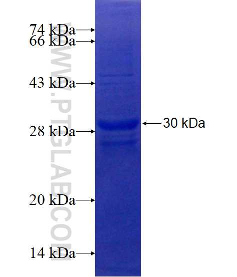 WDR55 fusion protein Ag14675 SDS-PAGE