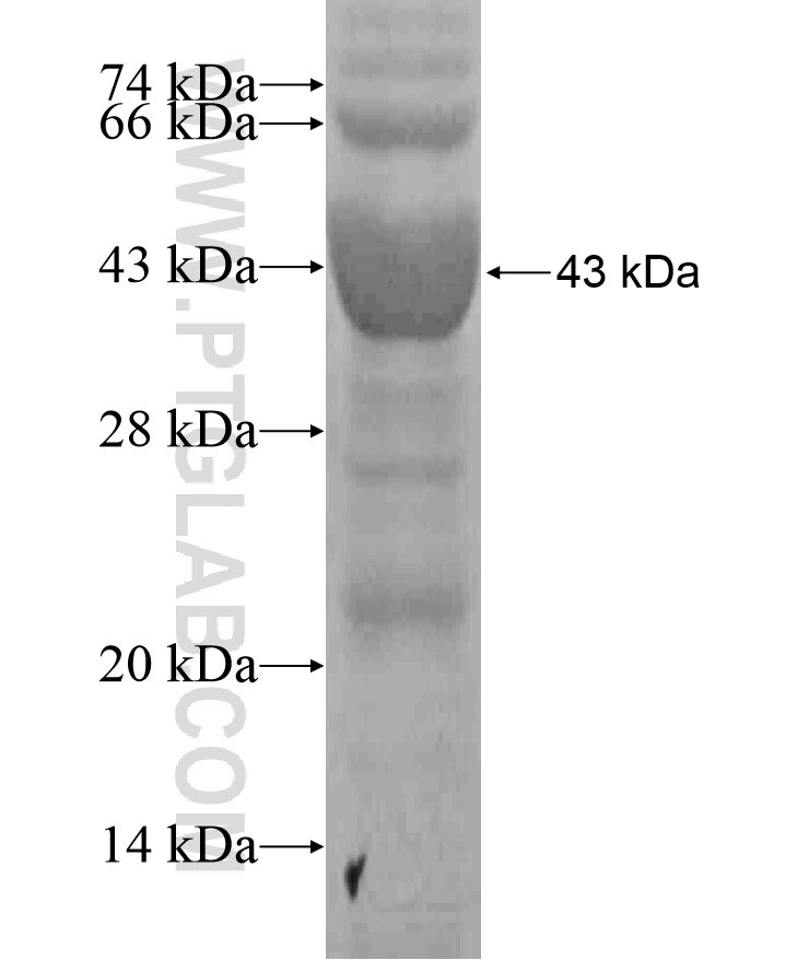 WDR60 fusion protein Ag18341 SDS-PAGE