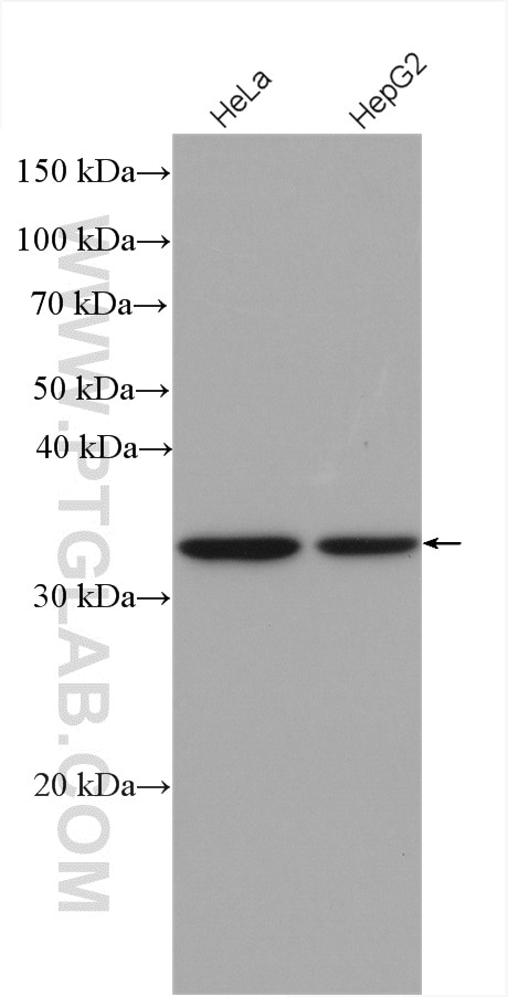 Western Blot (WB) analysis of various lysates using WDR61 Polyclonal antibody (22536-1-AP)