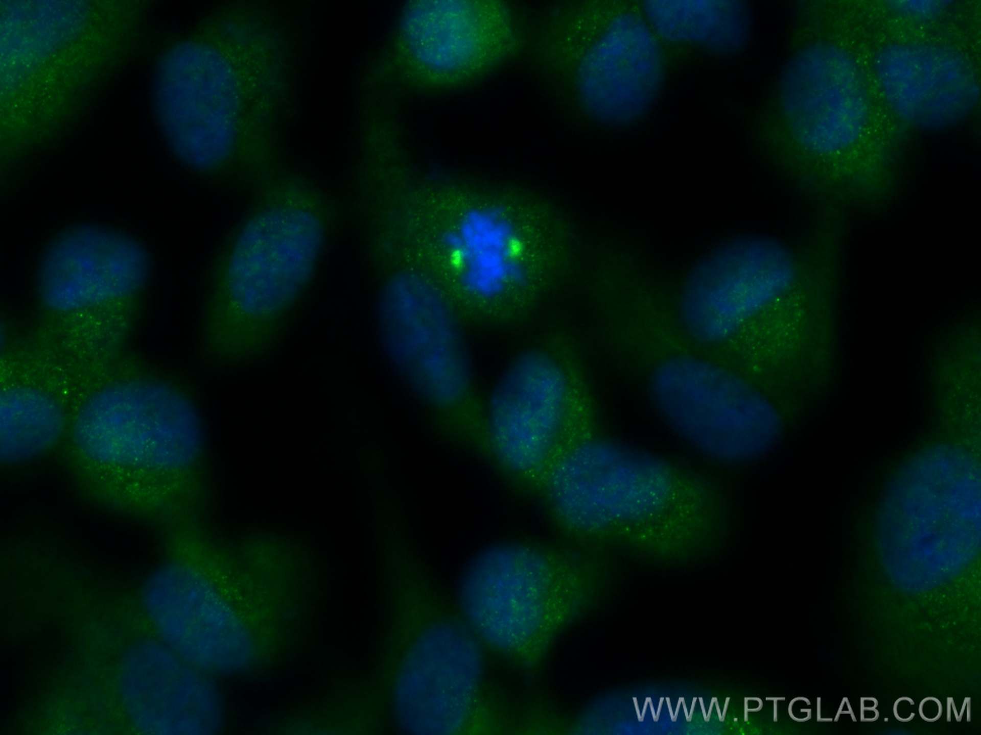 IF Staining of hTERT-RPE1 using 23404-1-AP