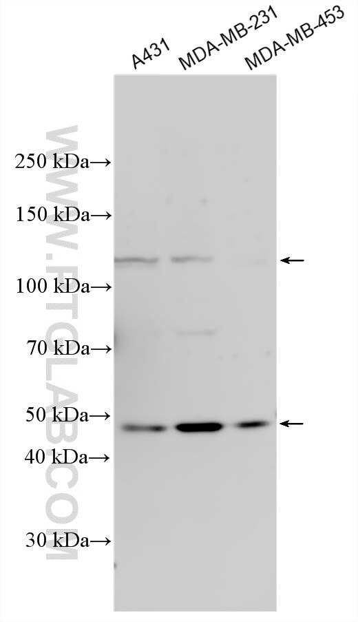 Western Blot (WB) analysis of various lysates using WDR66 Polyclonal antibody (33624-1-AP)