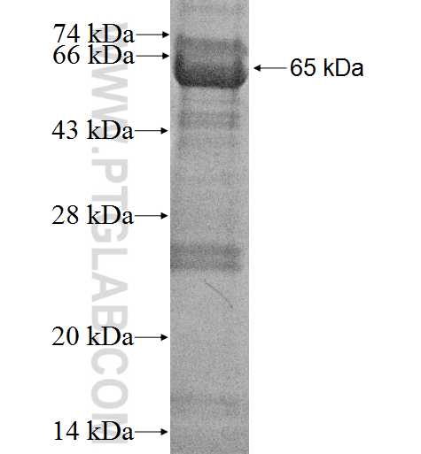 WDR68 fusion protein Ag2295 SDS-PAGE
