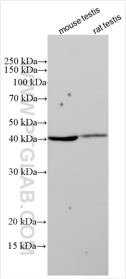 Western Blot (WB) analysis of various lysates using WDR69 Polyclonal antibody (26329-1-AP)