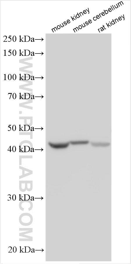 Western Blot (WB) analysis of various lysates using WDR73 Polyclonal antibody (29997-1-AP)