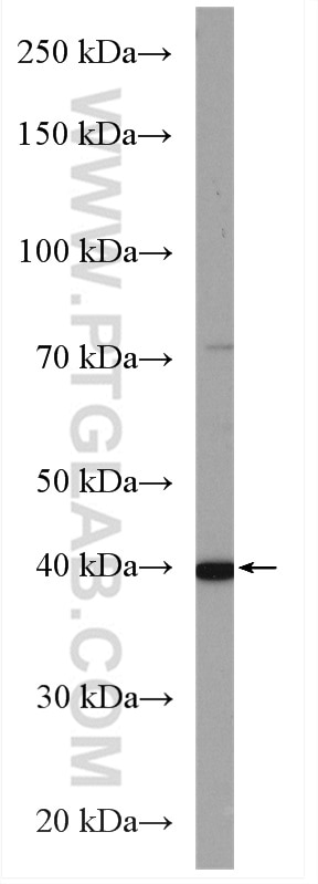Western Blot (WB) analysis of HepG2 cells using WDR74 Polyclonal antibody (20631-1-AP)