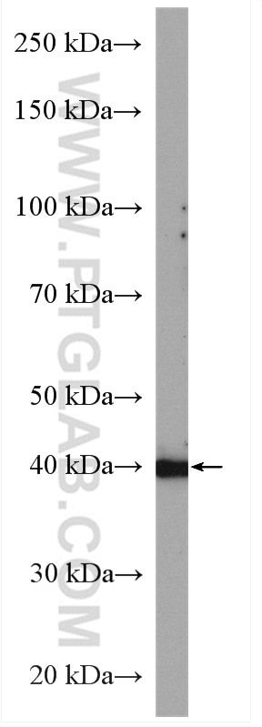 Western Blot (WB) analysis of K-562 cells using WDR74 Polyclonal antibody (20631-1-AP)