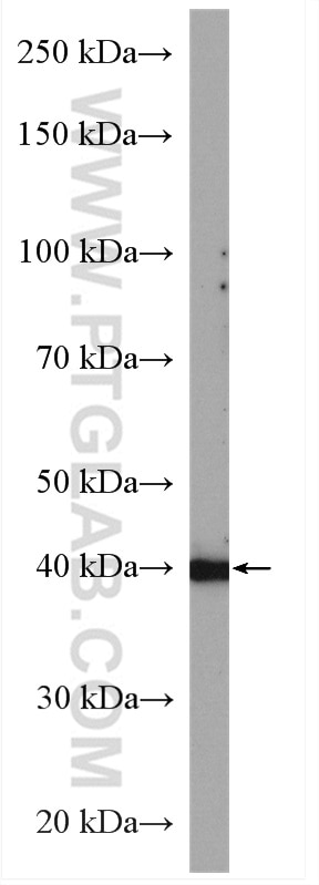 WB analysis of K-562 using 20631-1-AP