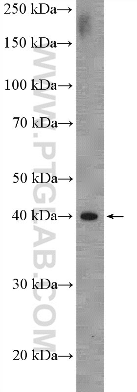 Western Blot (WB) analysis of HepG2 cells using WDR74 Polyclonal antibody (20631-1-AP)