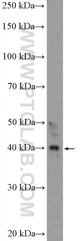 Western Blot (WB) analysis of MCF-7 cells using WDR74 Polyclonal antibody (20631-1-AP)