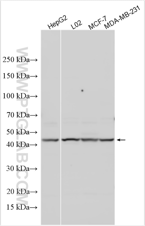 Western Blot (WB) analysis of various lysates using WDR74 Polyclonal antibody (20631-1-AP)