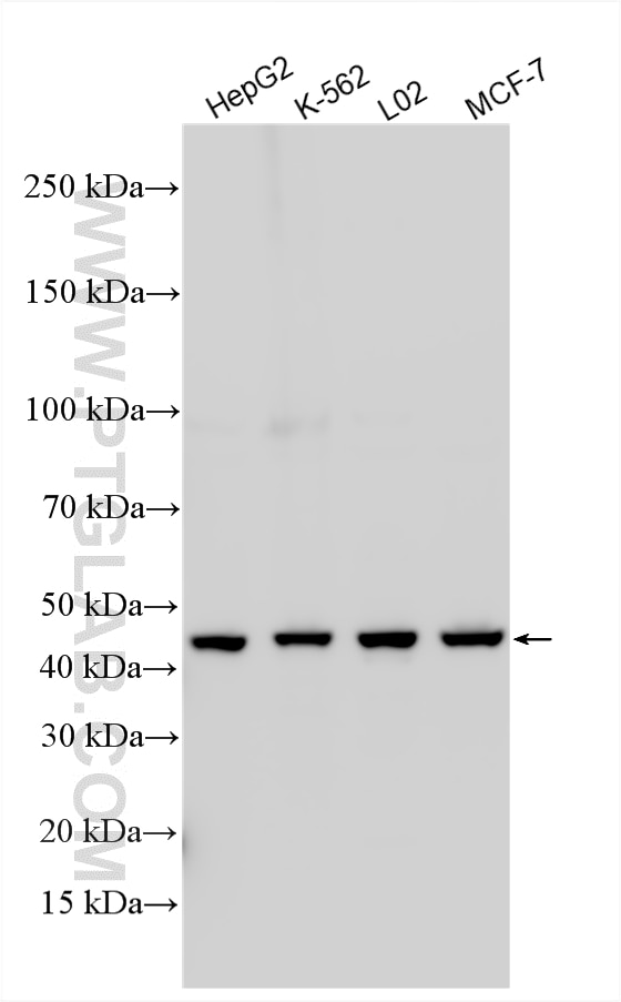 WB analysis using 20631-1-AP Western Blot (WB) analysis of various lysates using WDR74 Polyclonal antibody (20631-1-AP)
