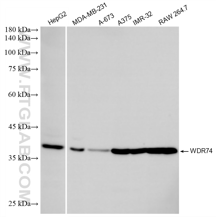 Western Blot (WB) analysis of various lysates using WDR74 Recombinant monoclonal antibody (86361-2-RR)