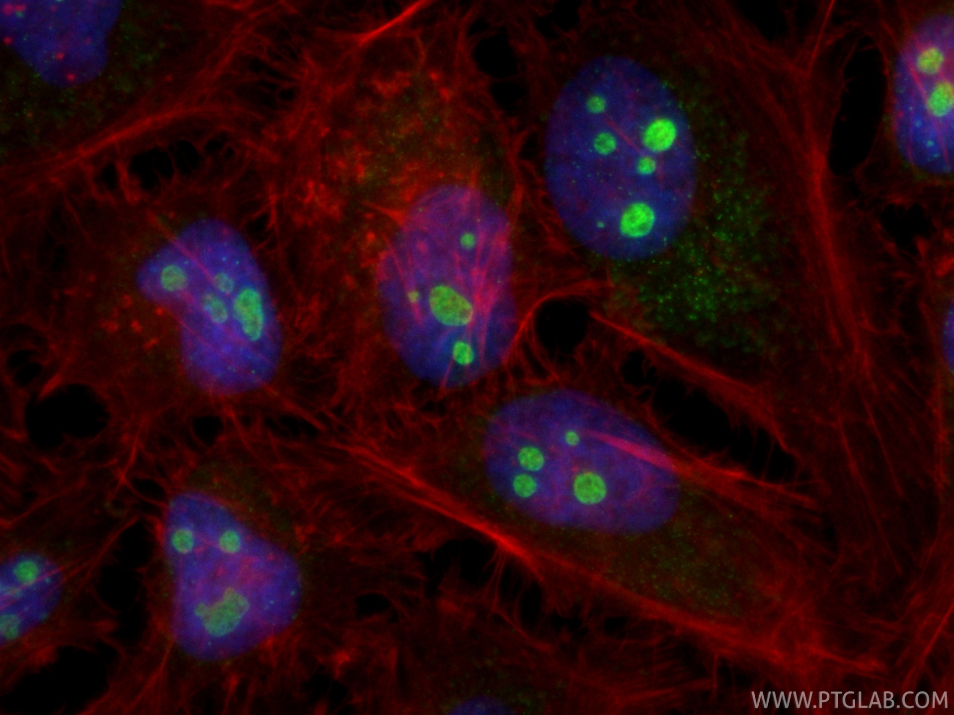 Immunofluorescence (IF) / fluorescent staining of HeLa cells using CoraLite® Plus 488-conjugated WDR74 Recombinant mo (CL488-86361-2)