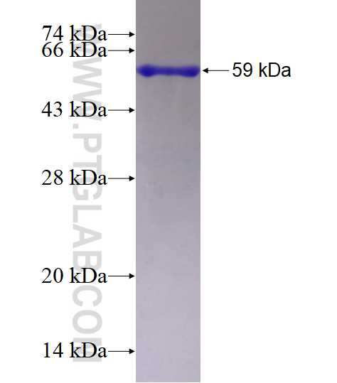 WDR74 fusion protein Ag14617 SDS-PAGE