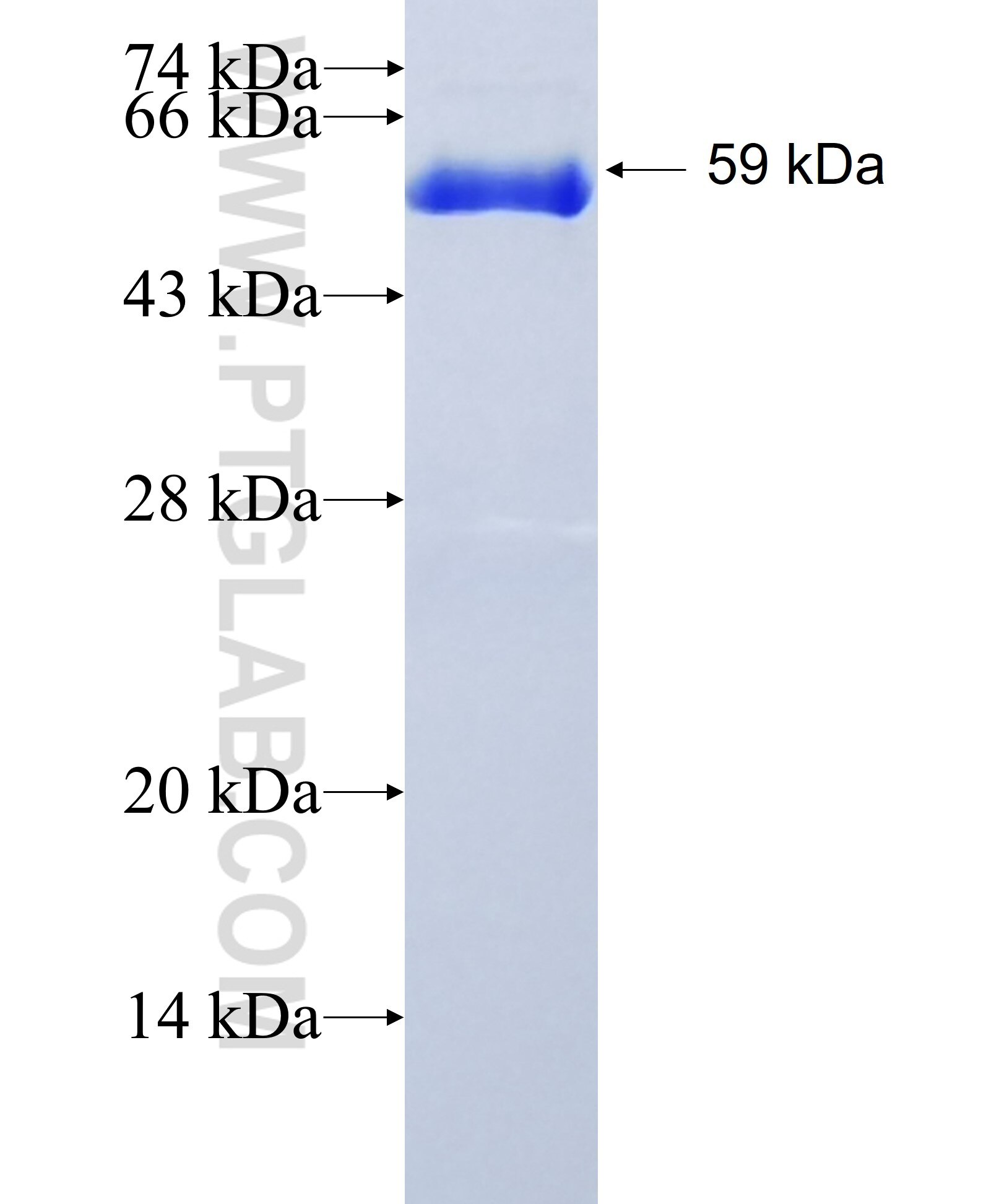 WDR74 fusion protein Ag14617 SDS-PAGE