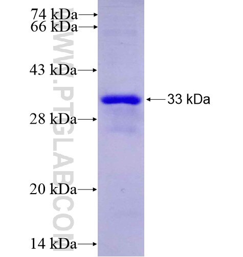 WDR74 fusion protein Ag14851 SDS-PAGE